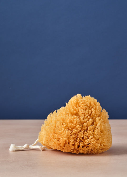 Bath Sponge